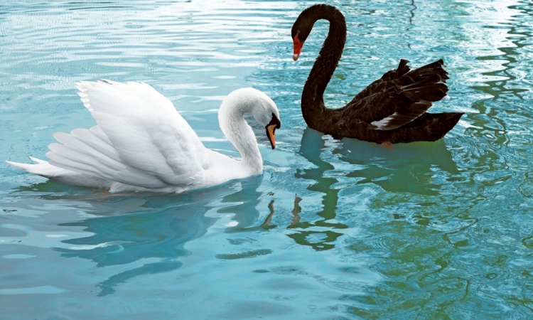 WISDOM BECOMING CLOSING THE GAP!